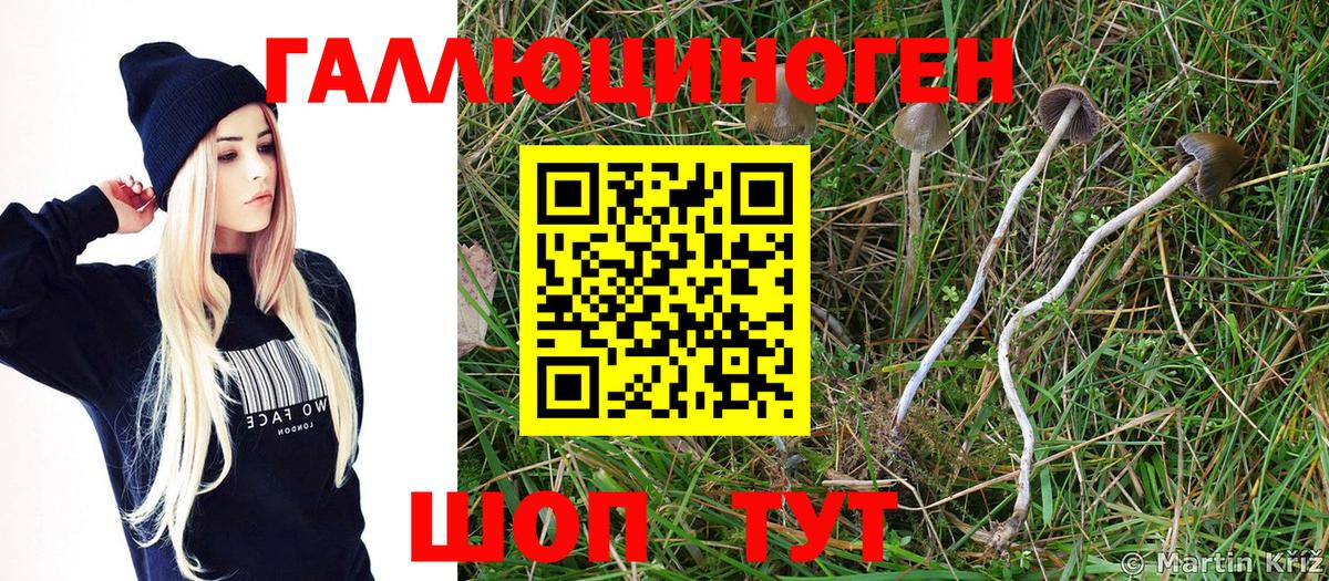 Псилоцибиновые грибы GOLDEN TEACHER Гусев